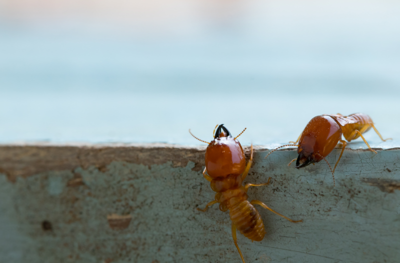 diagnostics termites avant travaux ou démolition bâtiment biarritz pau dax bordeaux